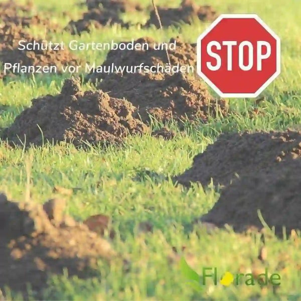Ein Rasen mit Maulwurfshügeln, der durch Florade Maulwurfschutz vor Schäden geschützt wird.