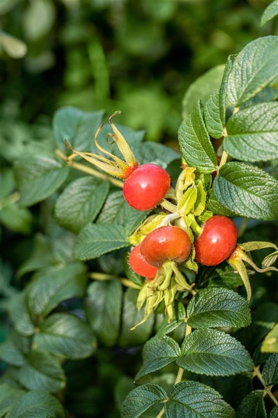Nahaufnahme von Hagebutten an einem Zweig mit grünen Blättern im Garten