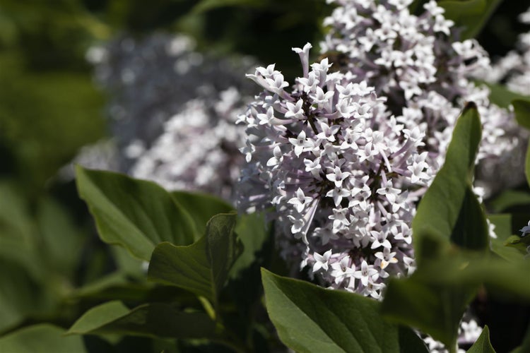 Syringa meyeri 'Palibin', Zwergflieder, lila, 20–30 cm