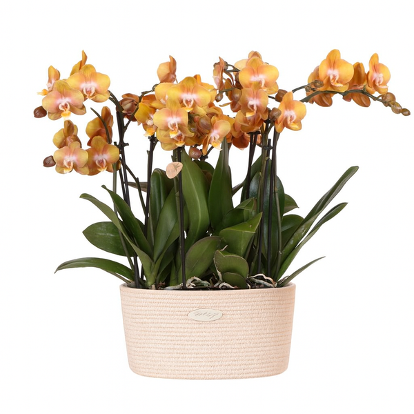 Phalaenopsis Orchidee mit orange-gelben Blüten in einem hellen, geflochtenen Übertopf mit grünen Blättern.