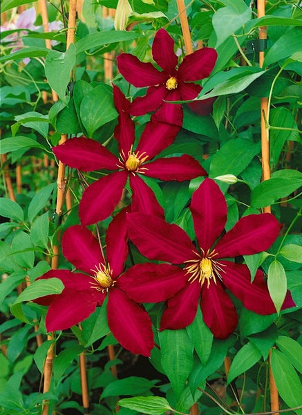 Blühende Clematis mit Rankhilfe und dunkelroten Blüten