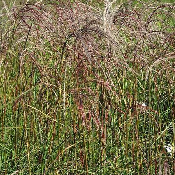 Chinaschilf im Garten