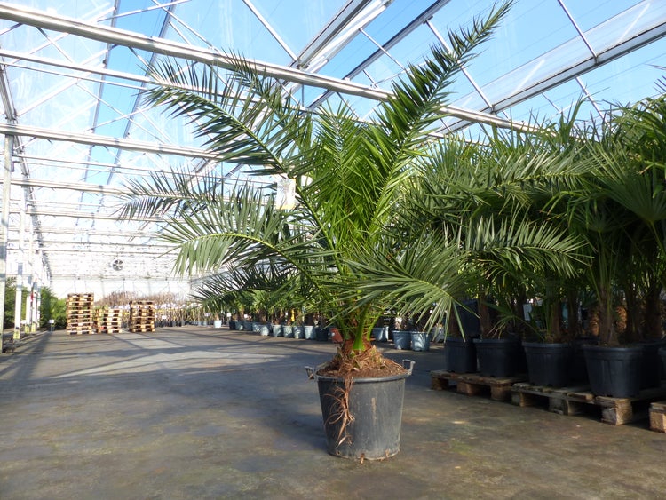 Große grüne Palme im schwarzen Topf in einem hellen, weitläufigen Gewächshaus mit weiteren Pflanzen auf Paletten.