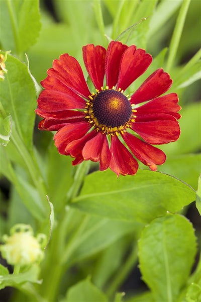Helenium x cult. 'Indianersommer', Sonnenbraut, leuchtend rot, ca. 11x11 cm Topf