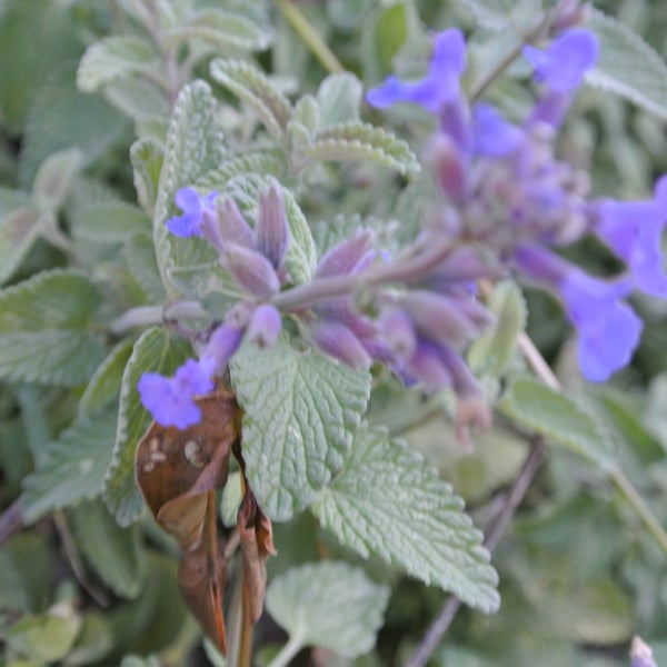 Nahaufnahme einer Katzenminze mit violetten Blüten und grünen Blättern