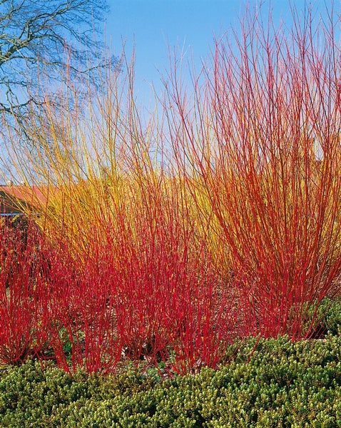 Mehrfarbige Hartriegelsträucher im Garten