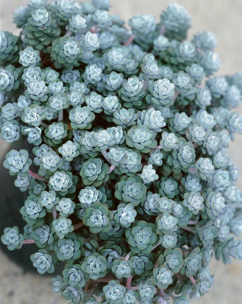 Nahaufnahme einer Fetthenne Pflanze