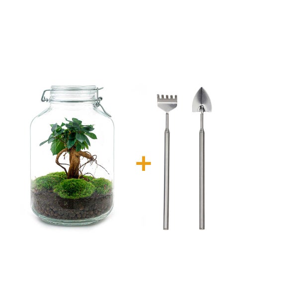 Flaschengarten Mason Jar DIY-Pflanzenterrarium 28 cm mit Ficus Bonsai incl. Rechen und Schaufel