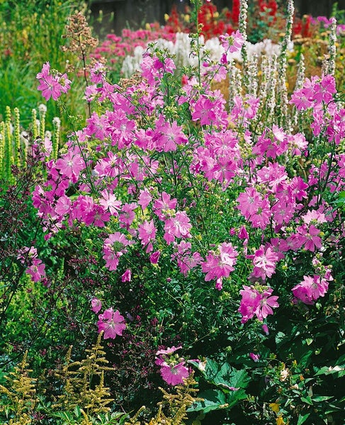 Malva moschata, Moschusmalve, rosa, ca. 9x9 cm Topf