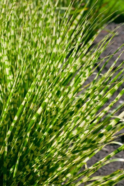 Miscanthus sinensis 'Gold Bar', Ziergras, gestreift, 2-3 Liter Container