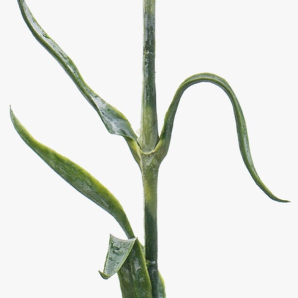 Künstliche Nelke mit einer rosafarbenen Blüte und grünem Stiel.