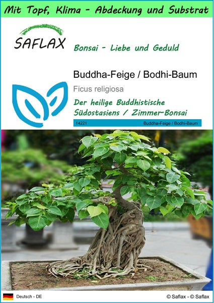 SAFLAX Garden to go - Buddha-Feige / Bodhi-Baum - Ficus religiosa - 100 Samen - Mit Topf, Klima - Deckel und Anzuchtsubstrat