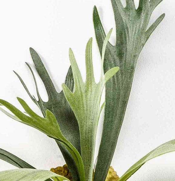 Nahaufnahme eines Geweihfarns Platycerium bifurcatum mit verzweigten grünen Blättern als Zimmerpflanze.