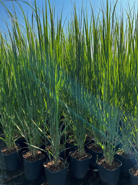 Hohes, aufrecht wachsendes grünes Ziergras in schwarzen Pflanztöpfen für den Garten.