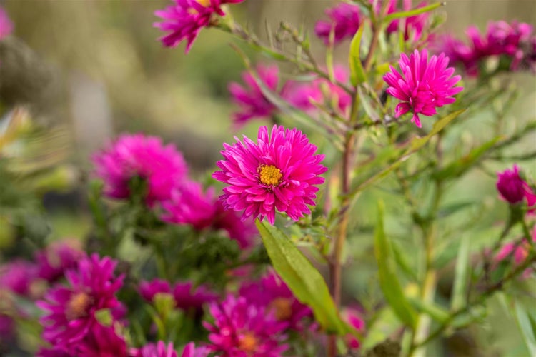 Aster novi-belgii 'Royal Ruby', Glattblatt-Aster, rubinrot, ca. 11x11 cm Topf