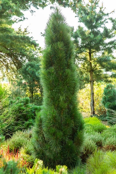 Schmalwüchsige Zirbelkiefer im Garten.