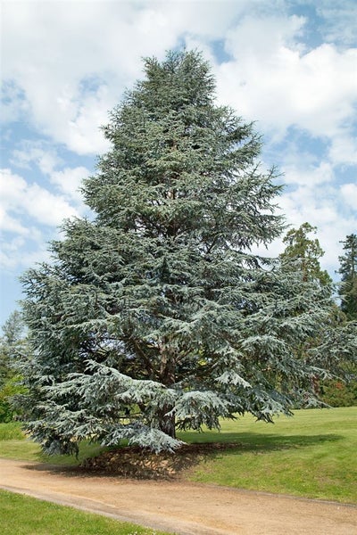 Blauzeder-Baum im Freien