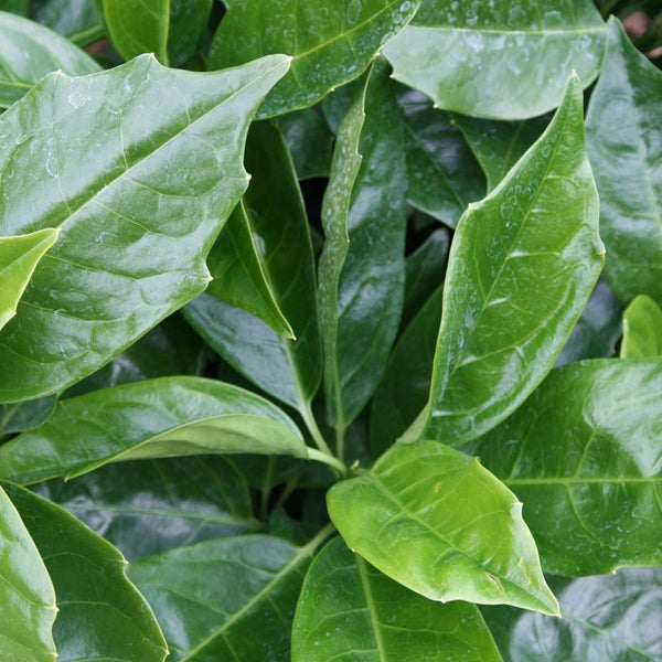 Nahaufnahme von Stechpalmenblättern