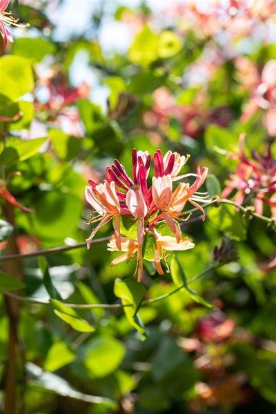 Lonicera heckrottii 'Goldflame', Geißblatt, rosa-gelb, 150–200 cm
