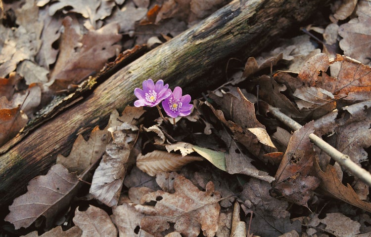 Hepatica nobilis, Leberblümchen, ca. 9x9 cm Topf, blau blühend