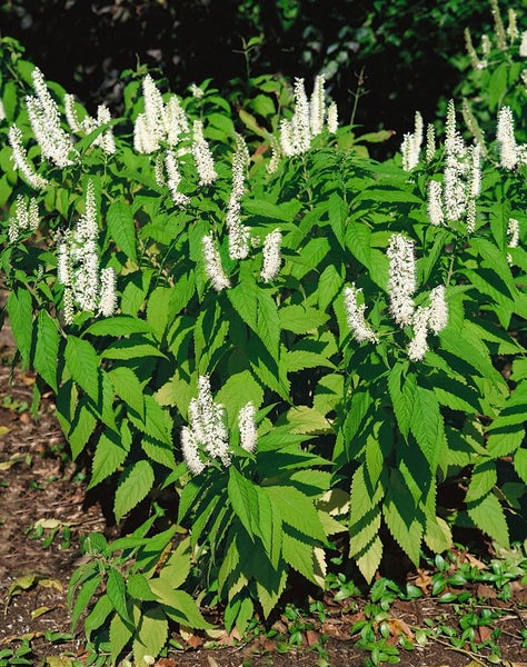 Elsholtzia stauntonii, Duftnessel, violett, 60–80 cm