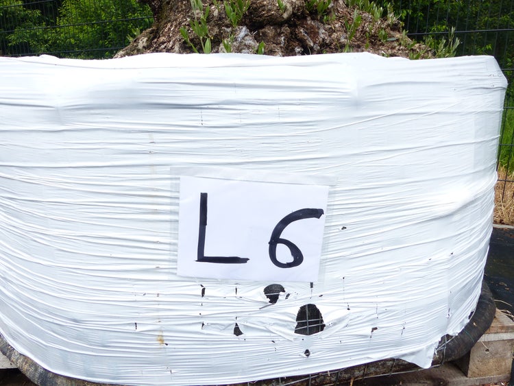 genau dieser Baum L6 Olivenbaum 240 cm, knorrige alte urige Olive winterhart