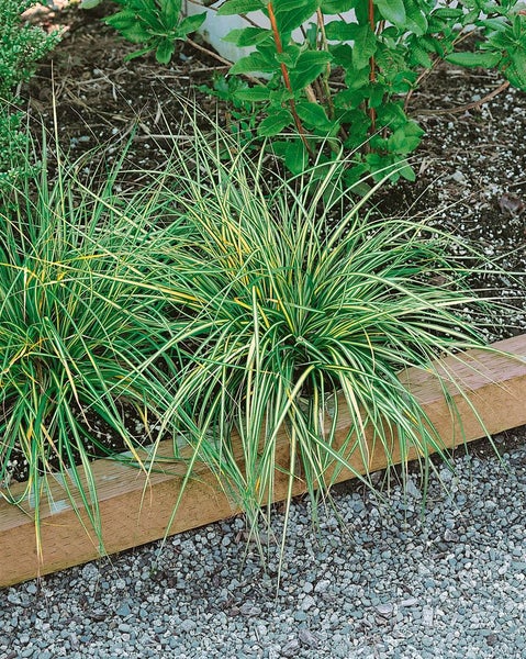 Carex morrowii 'Aureovariegata', Japan-Segge, gelb-grün, ca. 9x9 cm Topf