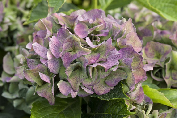 Nahaufnahme einer Bauernhortensie im Garten.