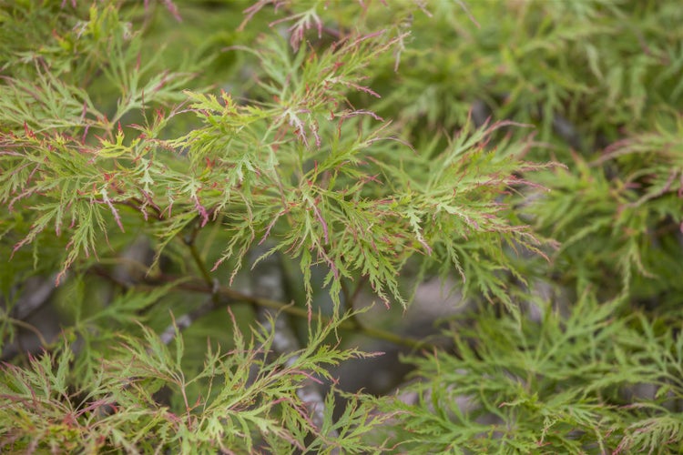 Acer palmatum 'Dissectum', Japanischer Ahorn, filigran, 50–60 cm