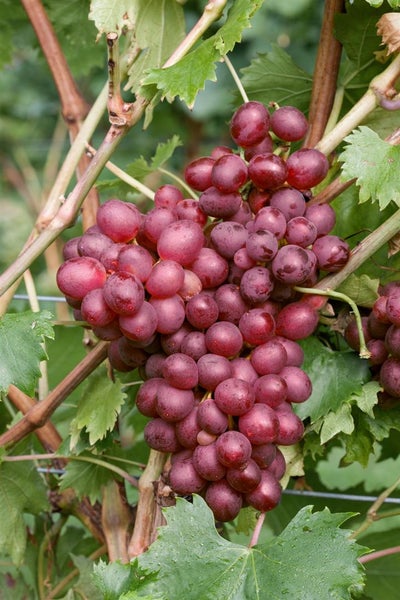 Vitis vinifera 'Suffok Red', Weinrebe, rot, 80–100 cm