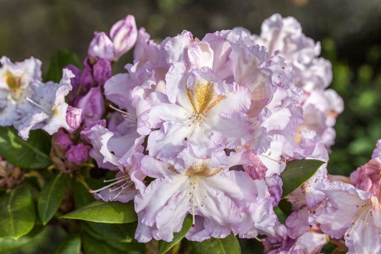 Rhododendron Hybr. 'Janet Blair', rosa Blüten, 30–40 cm