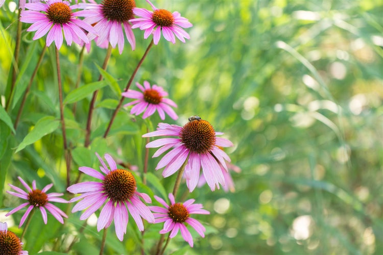 Nahaufnahme von rosa blühenden Sonnenhüten mit einer Biene auf einer Blüte.