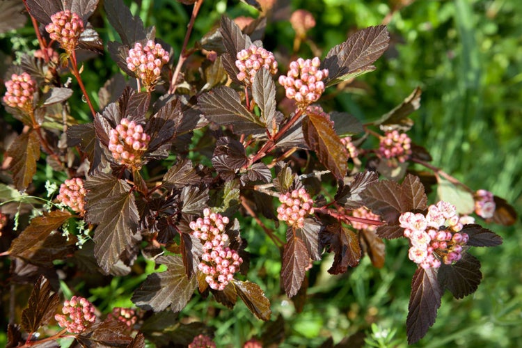 Physocarpus opulifolius 'Diable d'Or', Fasanenspiere, goldorange, 80–100 cm