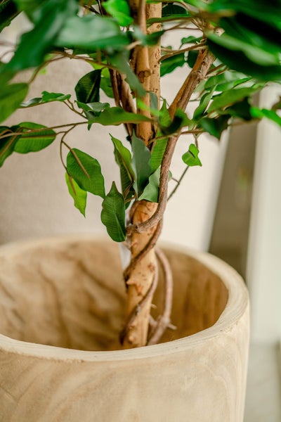 Künstliche Pflanze Ficus Grün 120 cm