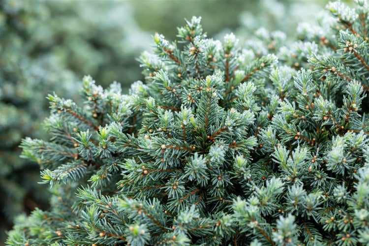 Picea glauca 'Echiniformis', Zwergfichte, kompakt, 40–50 cm