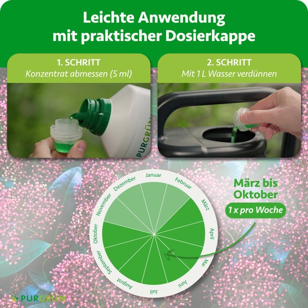 Infografik zur Anwendung von Purgrün Flüssigdünger: 5 ml Konzentrat abmessen, mit 1 Liter Wasser verdünnen, Anwendung von März bis Oktober.