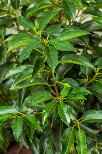 Prunus lusitanica, Portugiesischer Lorbeer, immergrün, 80–100 cm