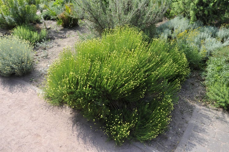 Santolina rosmarinifolia, Heiligenkraut, silbrig-grün, ca. 9x9 cm Topf