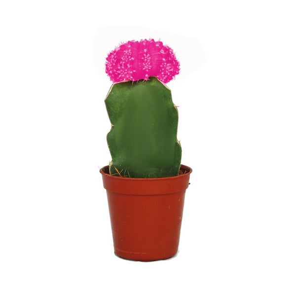 Pfropfkaktus Gymnocalycium mihanovichii mit rosafarbenem Oberteil in einem braunen Kunststofftopf.