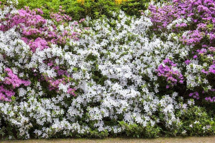 Rhododendron mucronatum, weiß, 20–25 cm