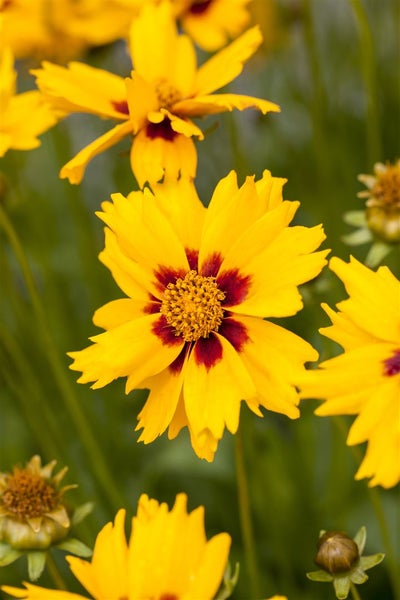 Coreopsis lanceolata 'Sterntaler', Mädchenauge, gelb, ca. 9x9 cm Topf
