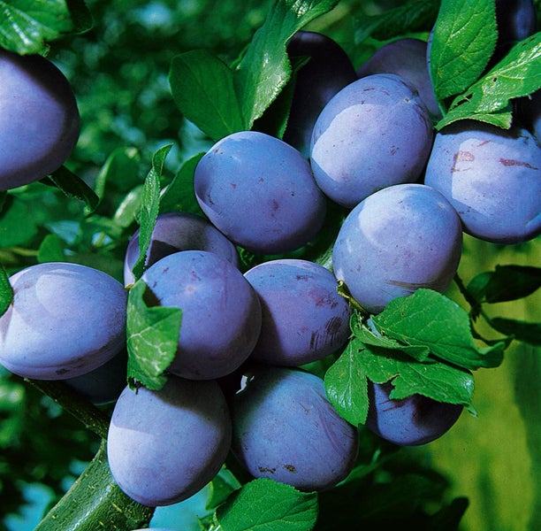 Prunus domestica 'Ruth Gerstetter', Pflaume, 150–200 cm