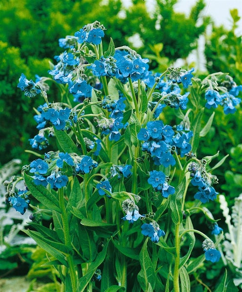 Cynoglossum nervosum, Chinesische Hundszunge, blau, ca. 9x9 cm Topf