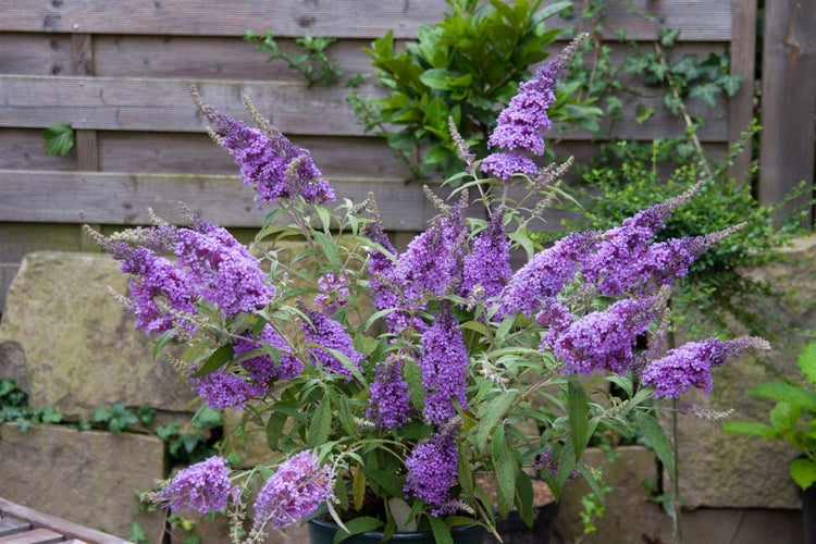 Buddleja 'Blue Chip' -S-, Schmetterlingsflieder, blau, 40–60 cm