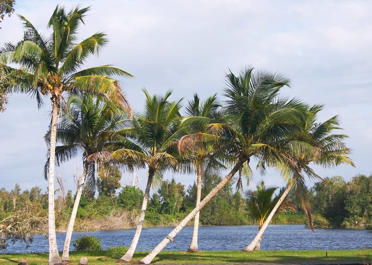 SAFLAX Garden to go - Cubanische Königspalme - Roystonia regia - 8 Samen - Mit Topf, Klima - Deckel und Anzuchtsubstrat