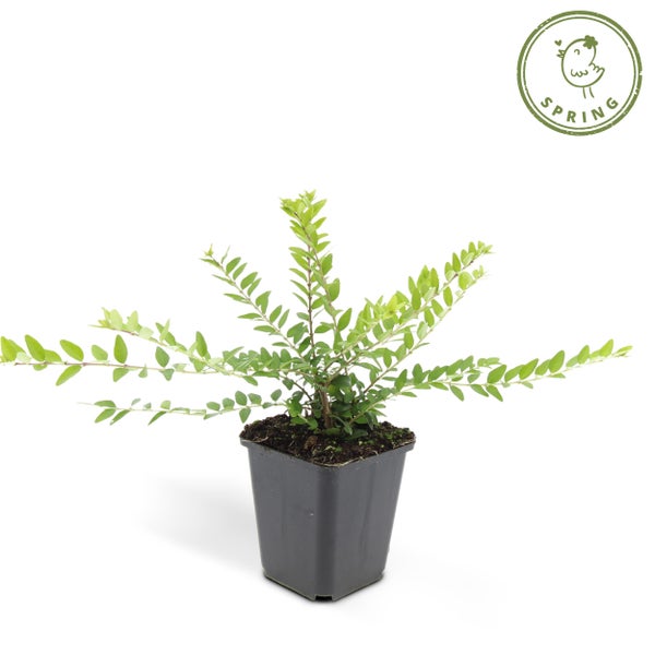 Bodendecker - Heckenmyrthe - Lonicera nitida 'Maigrün' - 9cm Topf - Set mit 6 Pflanzen