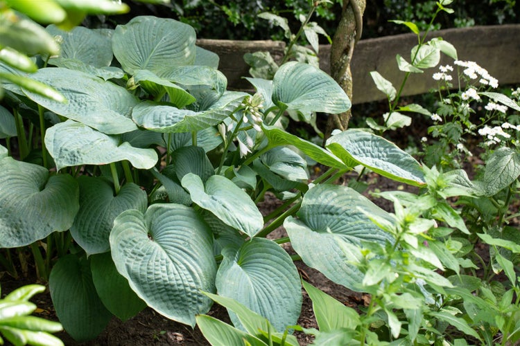 Hosta sieboldiana 'Big Daddy', Blaublatt-Funkie, ca. 11x11 cm Topf