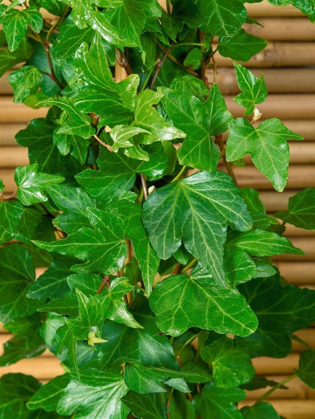 Hedera helix 'Wonder', Efeu, ca. 9x9 cm Topf