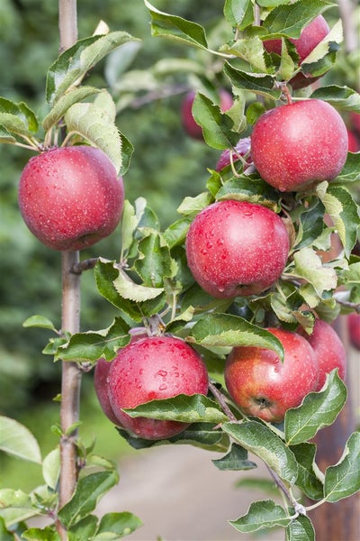 Malus 'Jonagold', Apfelbaum, 40 cm Stammhöhe