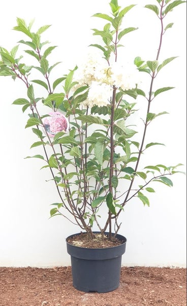 Hydrangea paniculata 'Vanille-Fraise', Rispenhortensie, zweifarbig, 40–60 cm